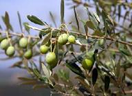Olivenzweigfotolia1